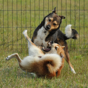 2 psy podczas szkolenia zapoznają się i bawią się