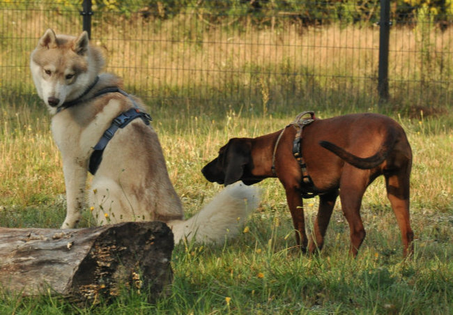 Psy obwąchujące się na szkoleniu z Agnieszką Wojtków